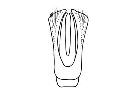   Osmia cornuta  male, diagram showing dorsal view of genitalia, diagram modified from Scheuchl 2006 
